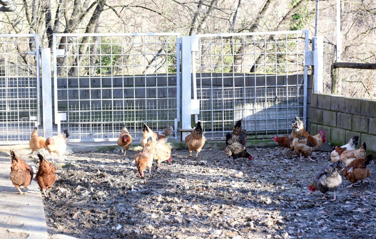 リポイ Turisme Rural Mas Isolesゲストハウス エクステリア 写真