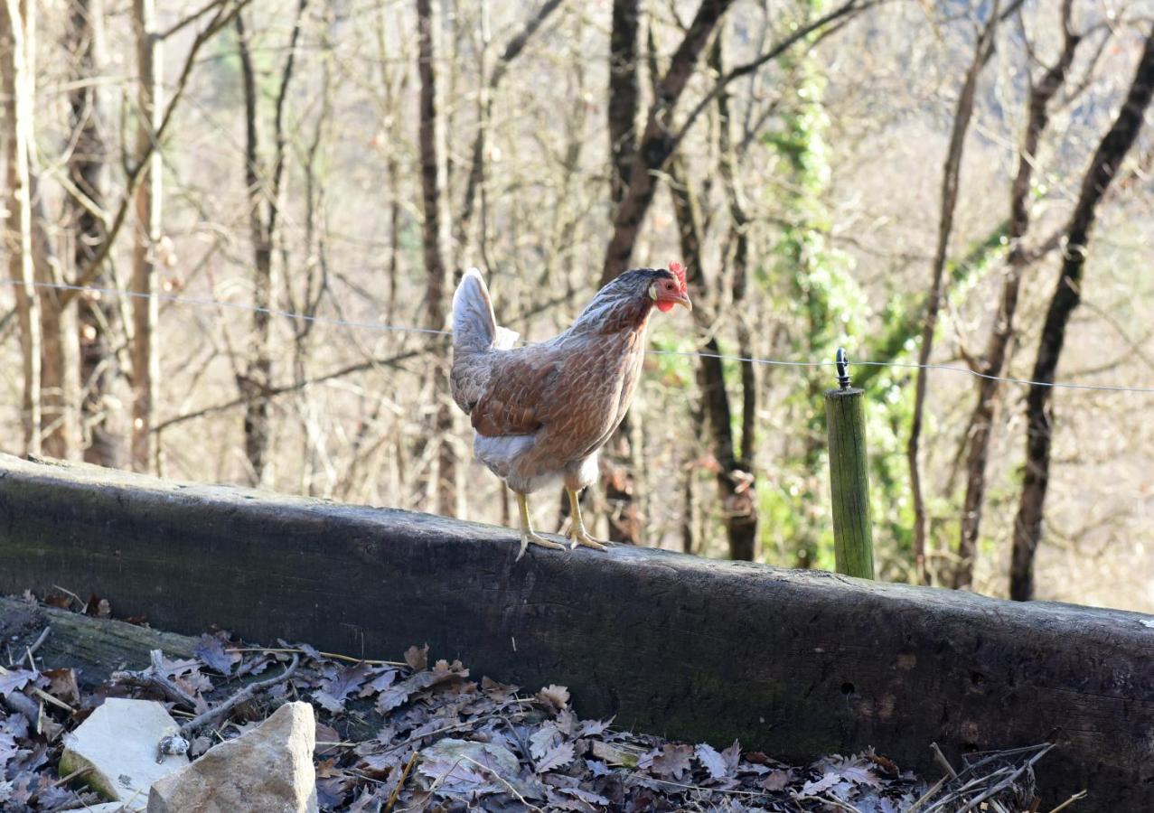 リポイ Turisme Rural Mas Isolesゲストハウス エクステリア 写真